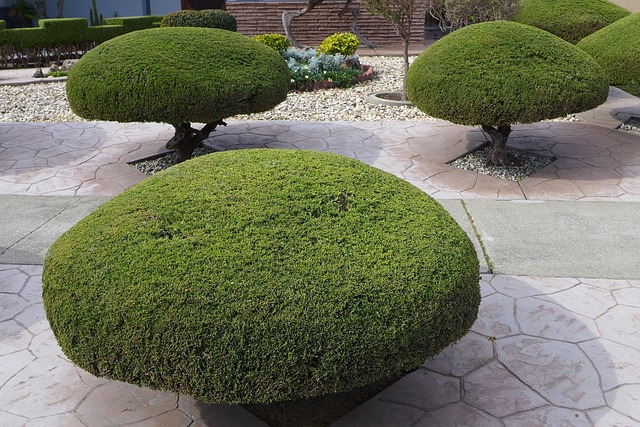 Neatly trimmed green bushes in a landscaped front yard in Rochester, NY