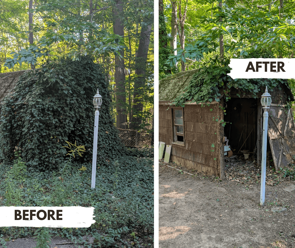 Before and after ivy removal from a shed and the ground in front of it