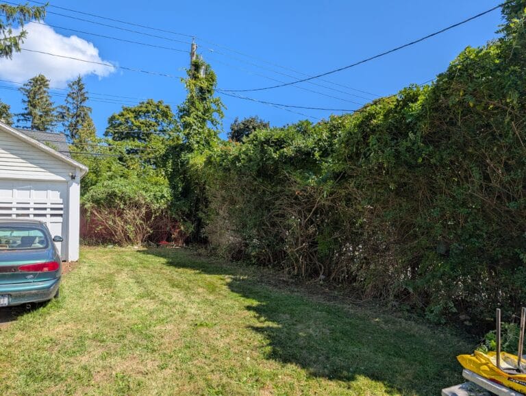 Privacy bushes trimmed back to restore yard space in Rochester NY