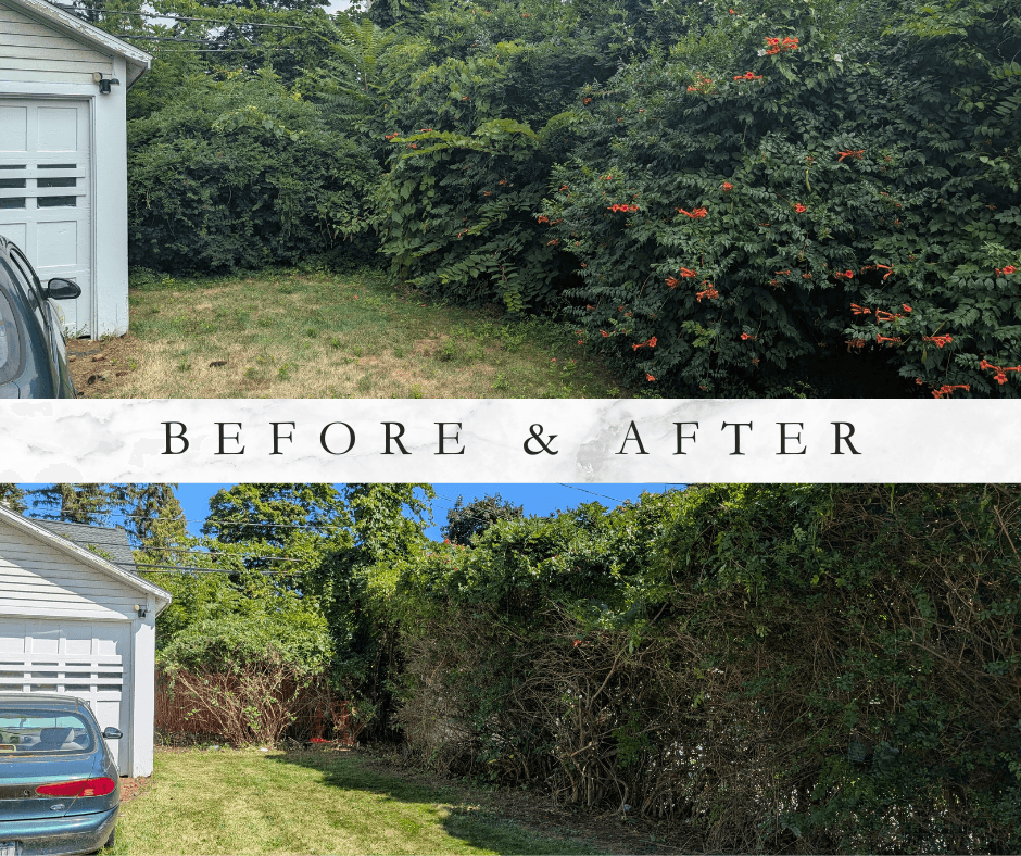 Backyard before and after full yard cleanup in Rochester NY