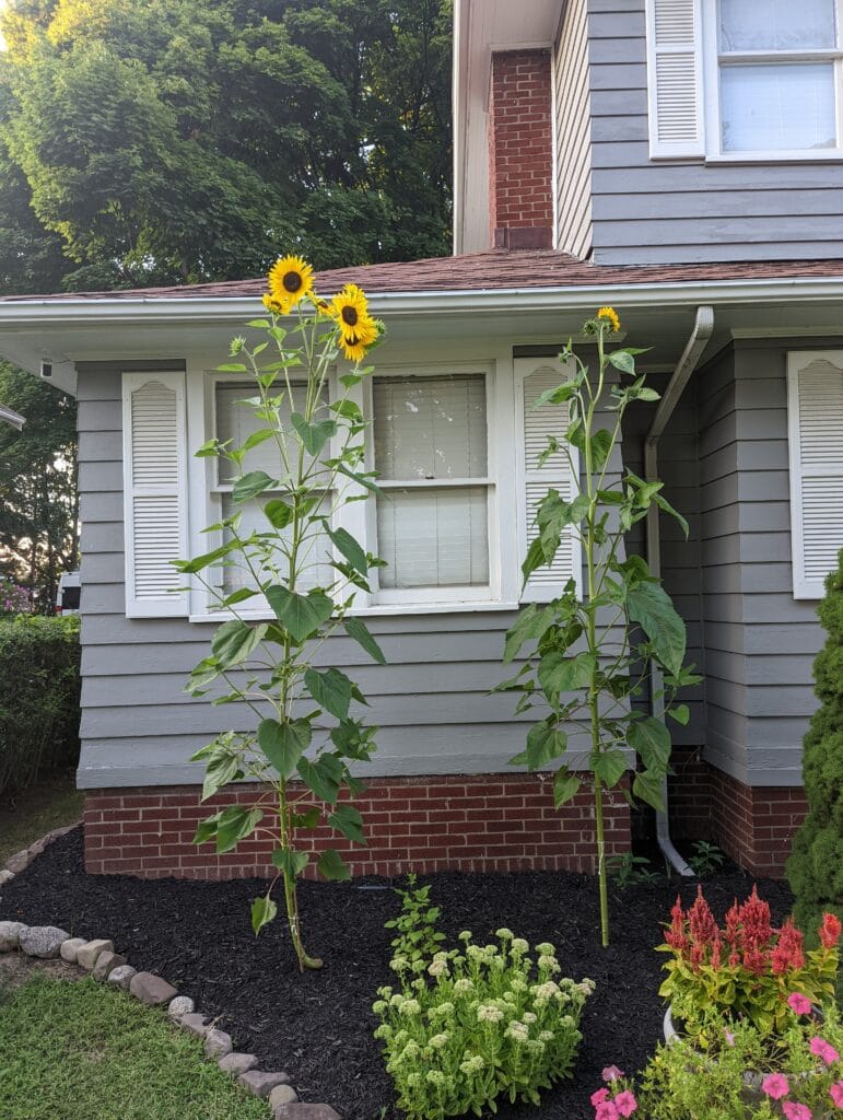 Mulched garden bed installed after regrading in Irondequoit NY