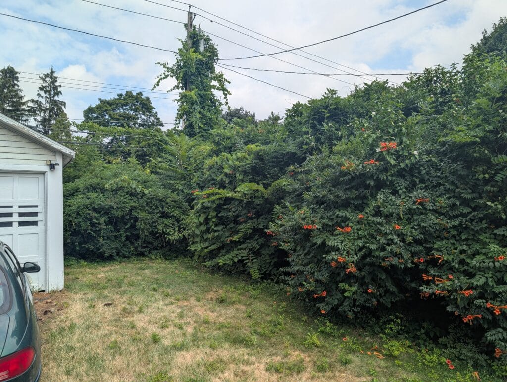 Overgrown privacy bushes taking up backyard space in Rochester NY