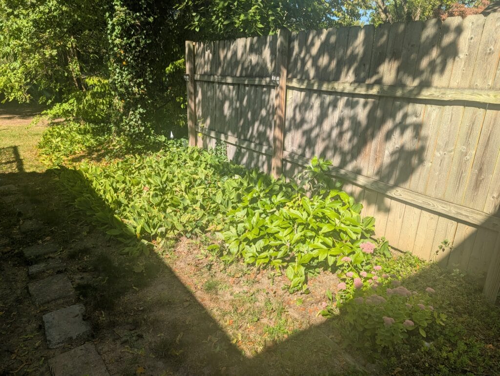 Overgrown garden area before cleanup in Brighton NY