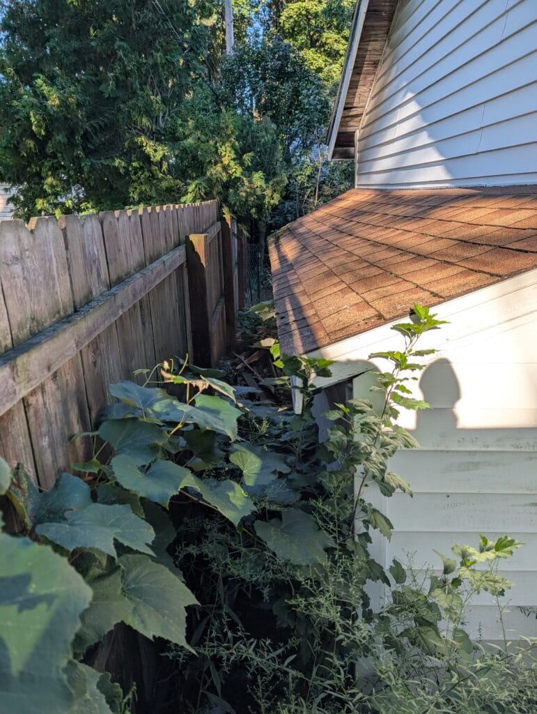 Overgrowth behind garage before cleanup Irondequoit