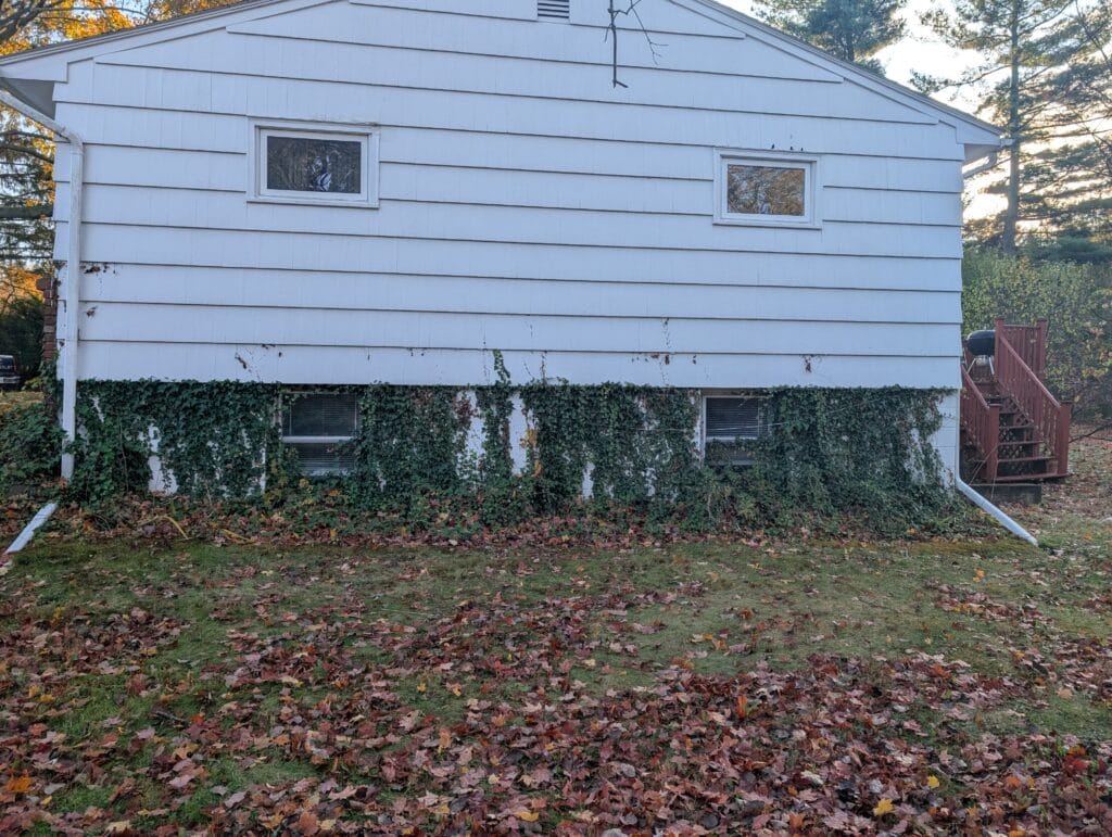 Side garden overtaken by English ivy before cleanup in Pittsford NY